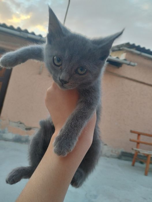 Котенки бесплатно