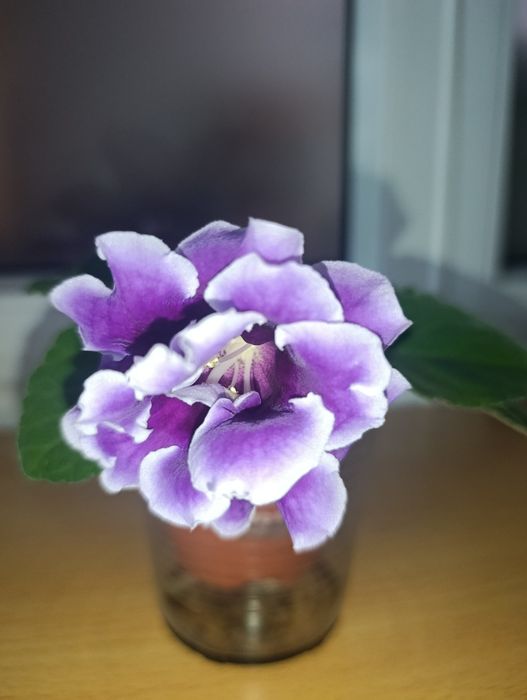 Глоксиния махровая