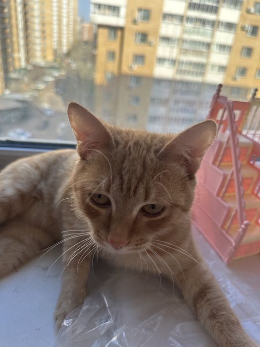 Отдам кота 10 мес