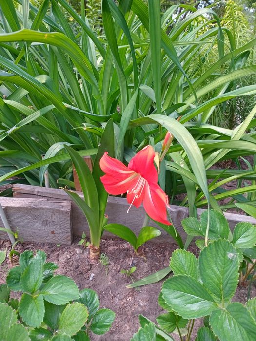 Амарилис красный и белый