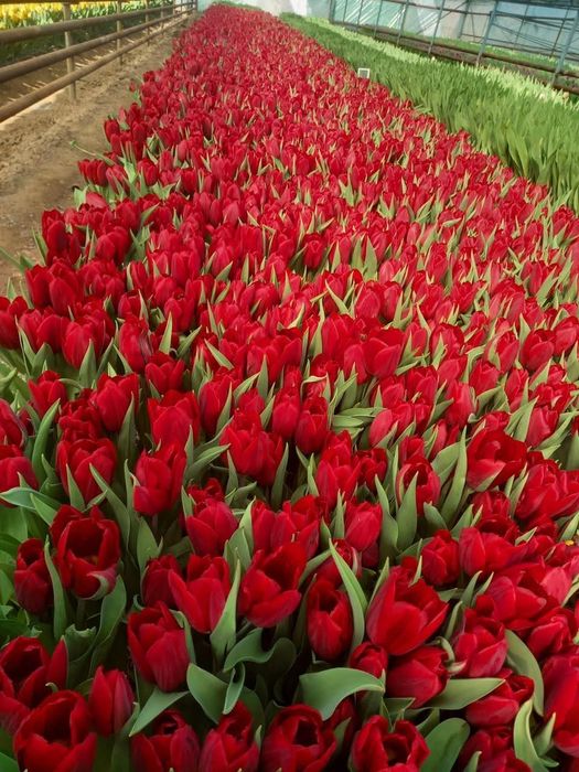 Тюльпаны тепличные