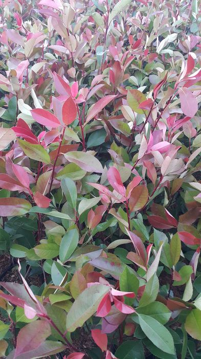 Photinia (fotinia) fraserii Red Robin, Carre Rouge gard viu