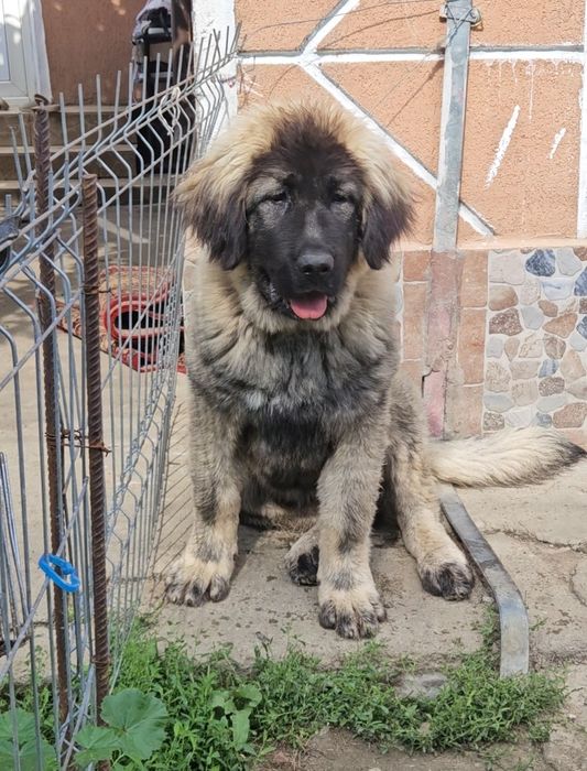 Femela ciobanesc caucazian