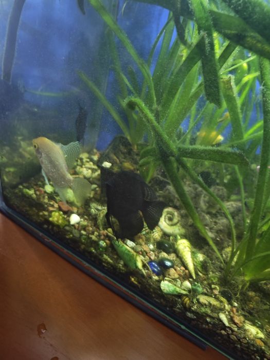 Аквариум 100 литров