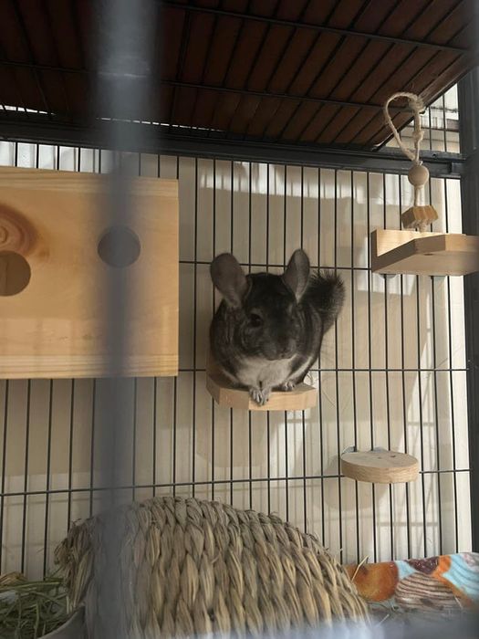 Продаются шиншиллы