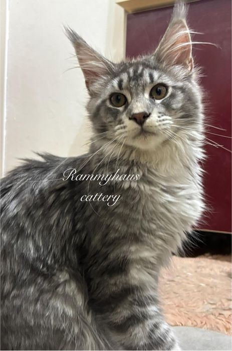 Felisa autorizata WCF, vinde pisoi cu pedigree, rasa Maine coon