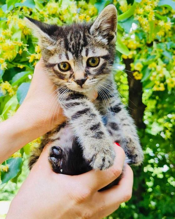 Мъжко коте търси дом