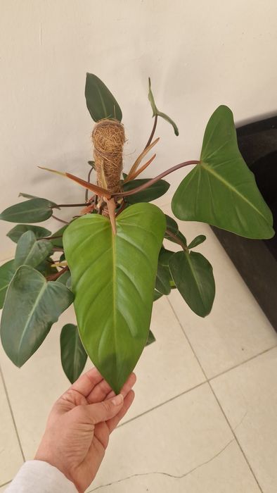 Комнатный цветок. Филодендрон.