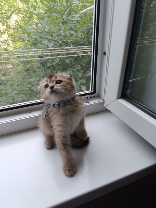 Продам котят скотиш фолд