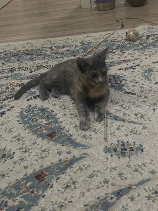 Отдам в добрые руки