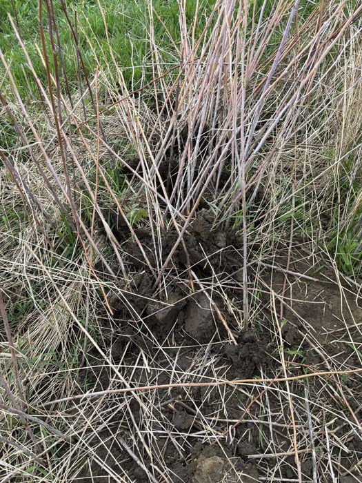 Butasi  zmeura rubin