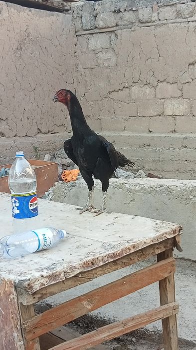 Прадаю торг есть