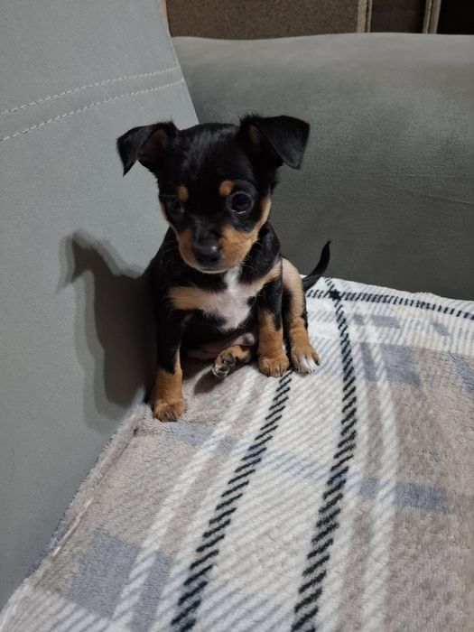 Кучето пинчер си търси ново дом