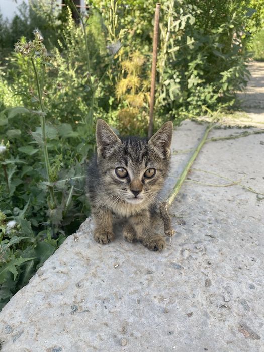 Продается кошечка