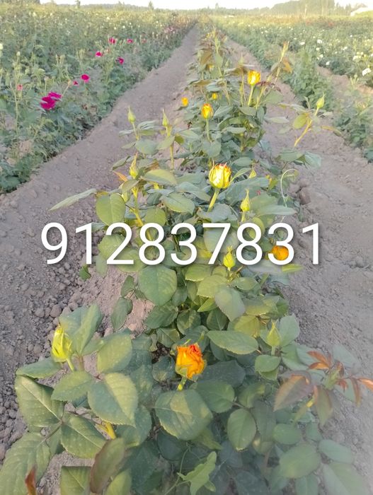 Дехкончилик гарантия качества