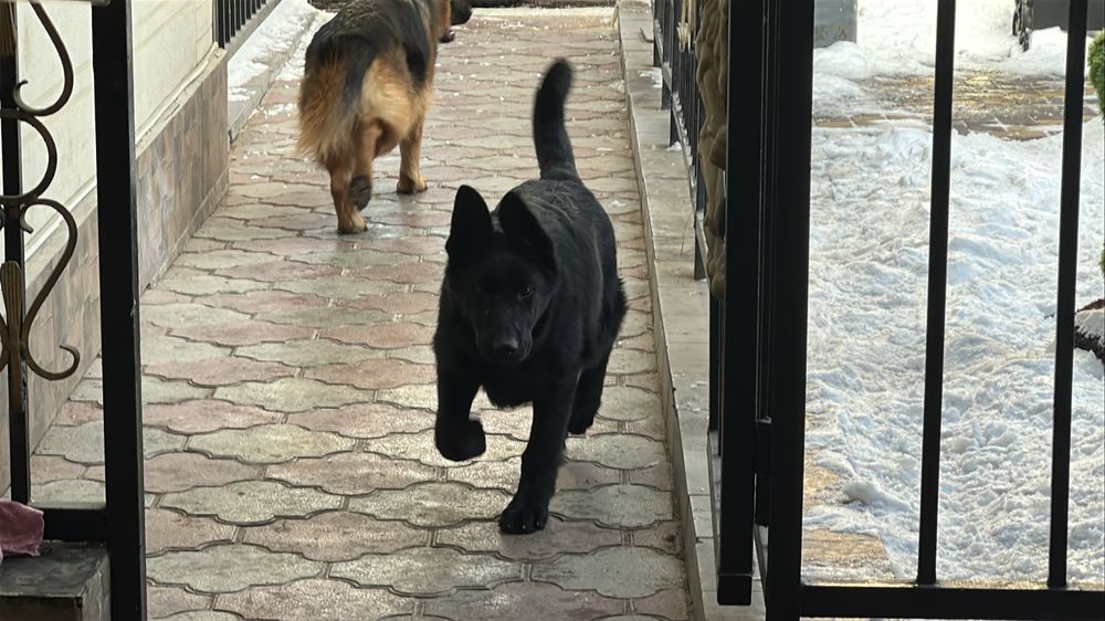 Чёрная немецкая овчарка