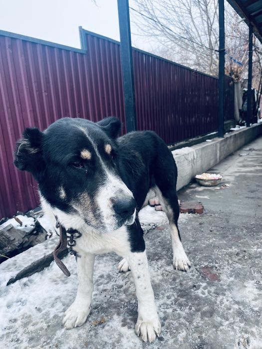 Азиятский Алабай