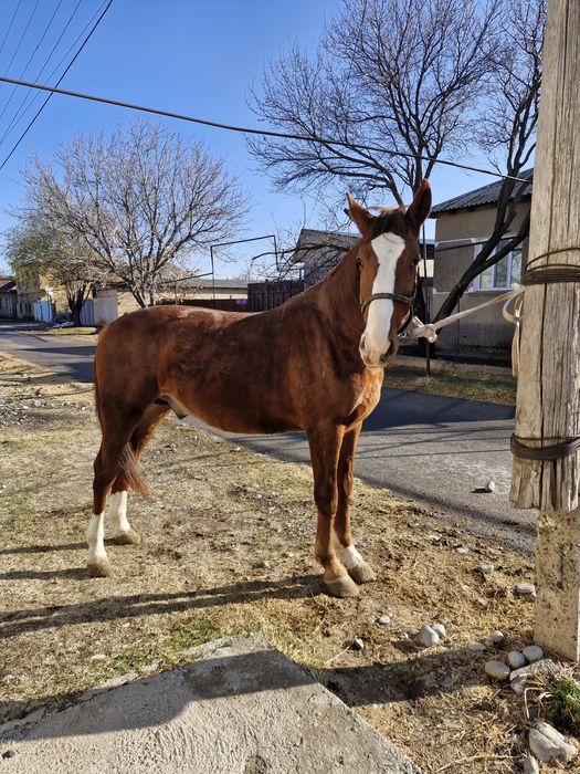 Құнан 2 жасар сатылады