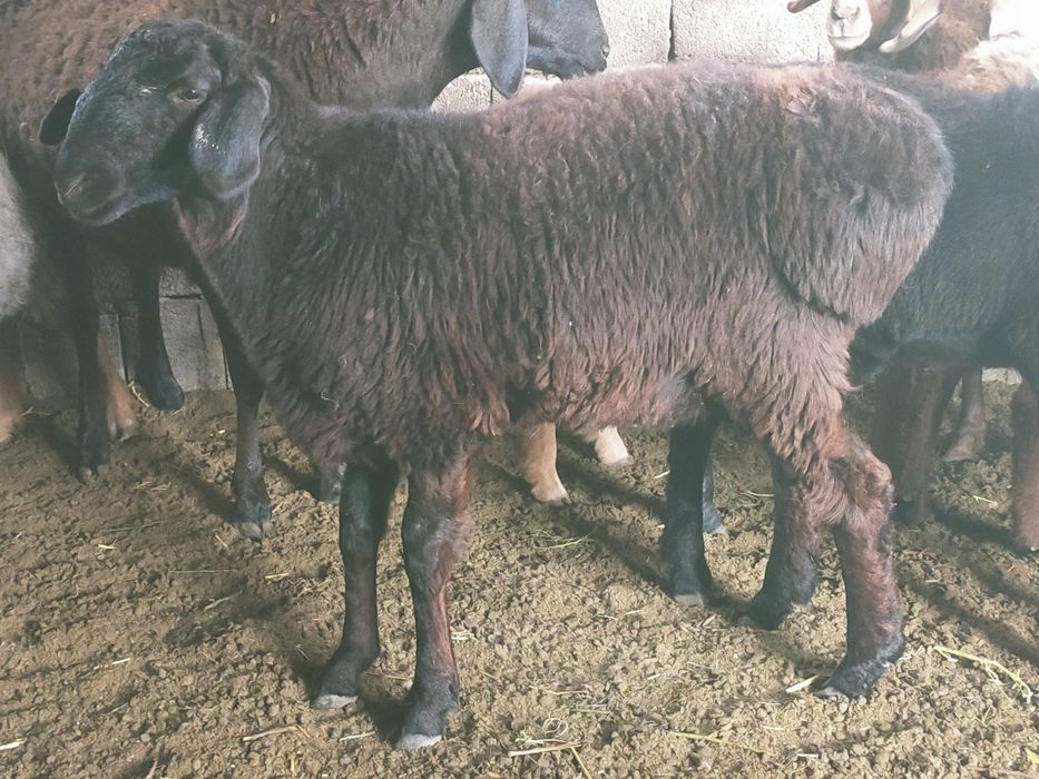 Тоқтылар сатылады