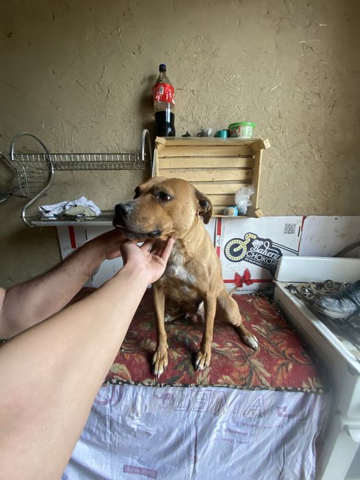 Кучук пидбул айол