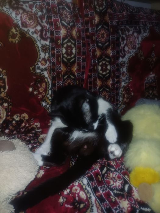 Donez Motan,răspunde la numele Blackie