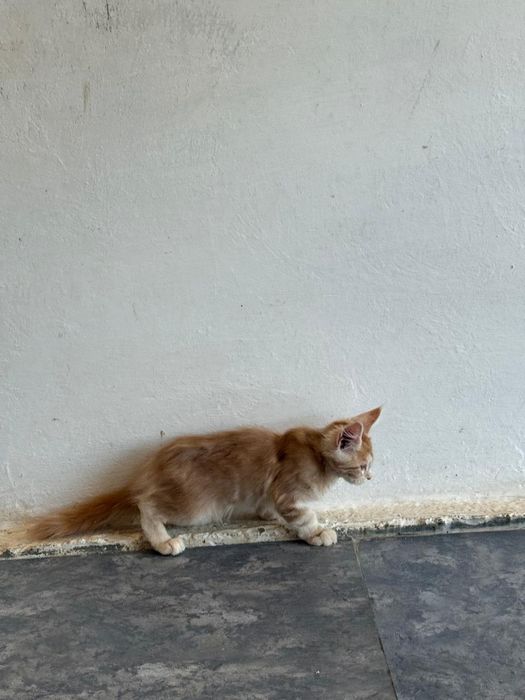 Мэйн кун котёнок