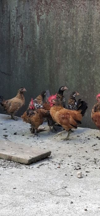 Vând gaini  iopani (aprx. 4 luni)