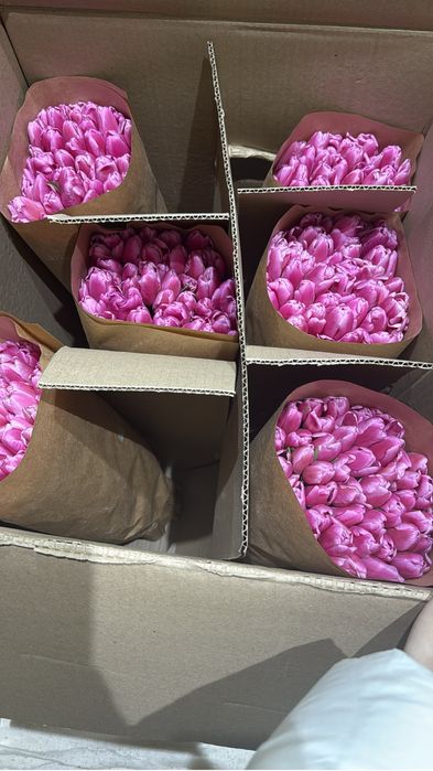 Тюльпаны 600 тг Павлодар
