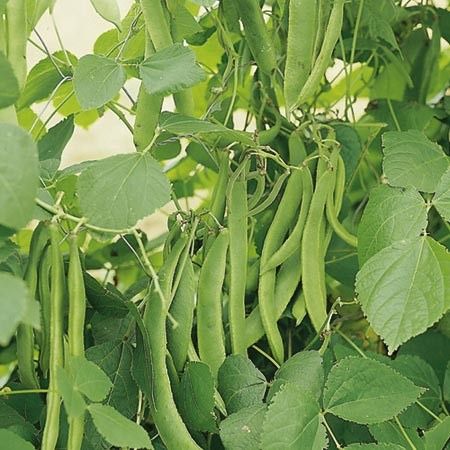 Bob de fasole verde pentru plantat