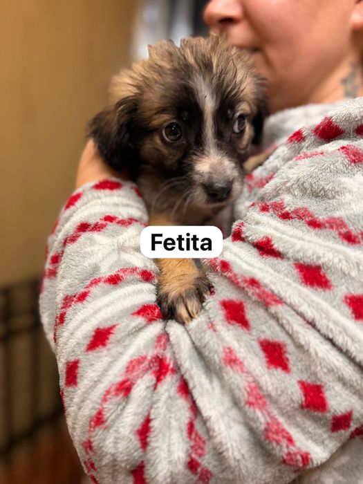 Puiuți de cățeluș își caută căsuța