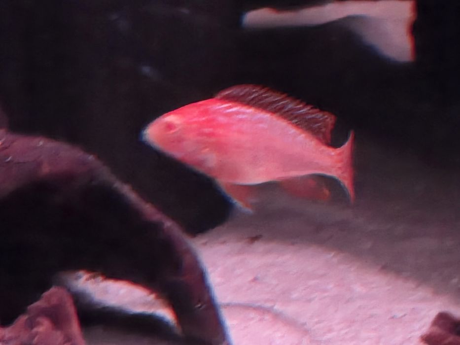 Красная орхидея, альбинос