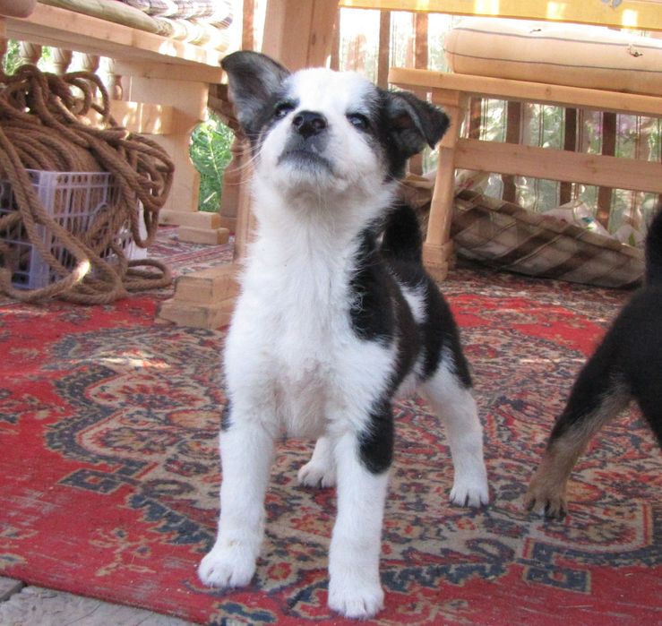 Щенки в добрые руки