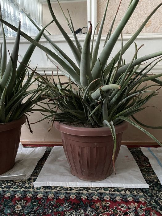 Gul kotta tuvekda 6. 7 Yillik