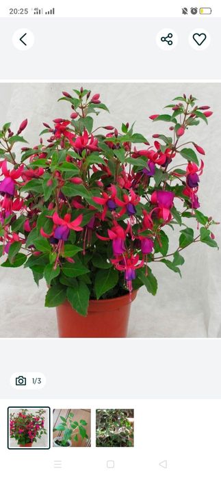 Фуксия розовая укоренённая