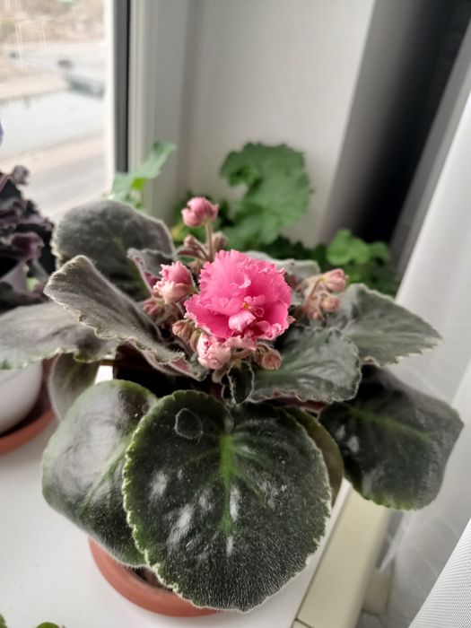 Продам сортовые фиалки