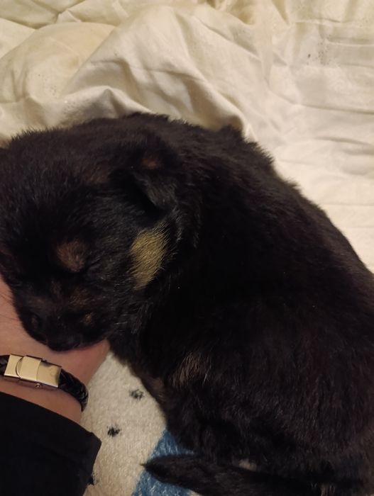 Продам щенка немецкой овчарки