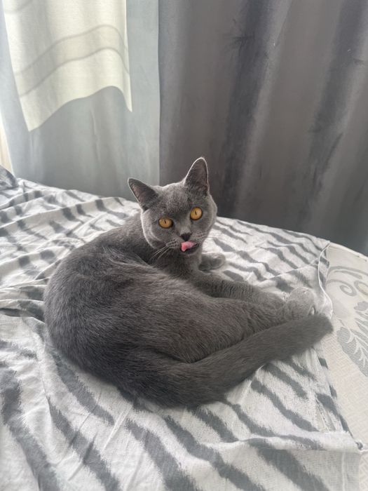 Кошечка британка
