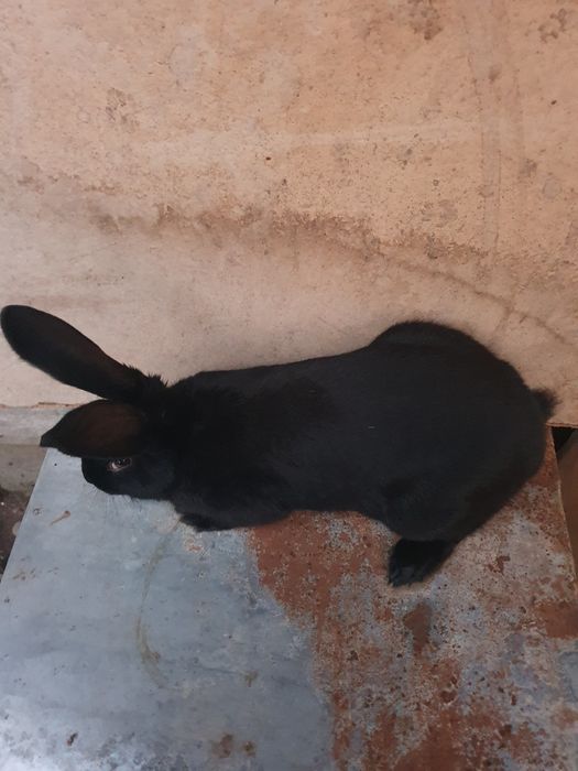 Vand iepuri Fluture Pestrit German Janet