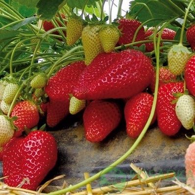 Продам саженцы клубники Альбион +Доставка бесплатно