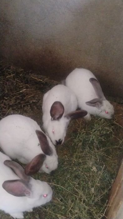 Uriaș pestriț german