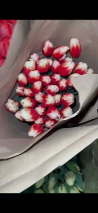 Цветы тюльпаны ОПТОМ и розницу
