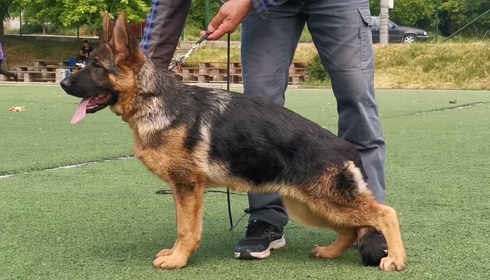 Немски овчарки с родословие.