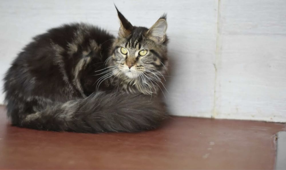 Мейн кун девочка