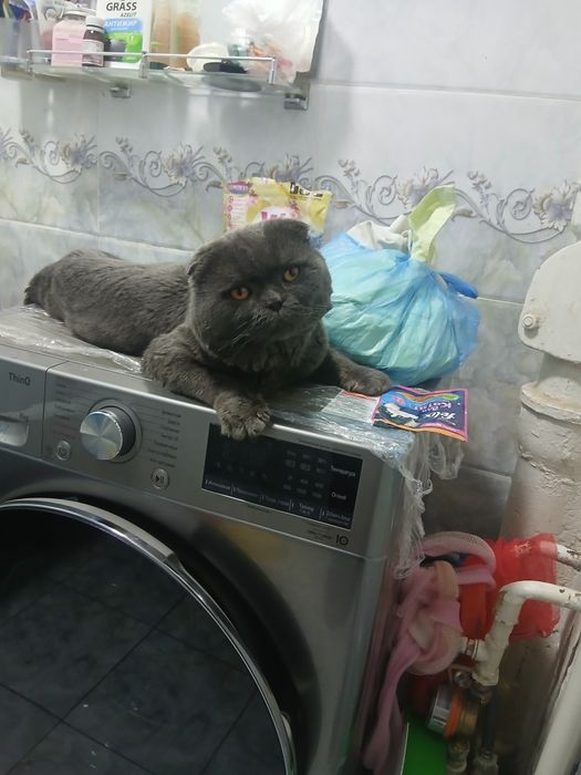 Продаётся кот 3 года опытный на вязку