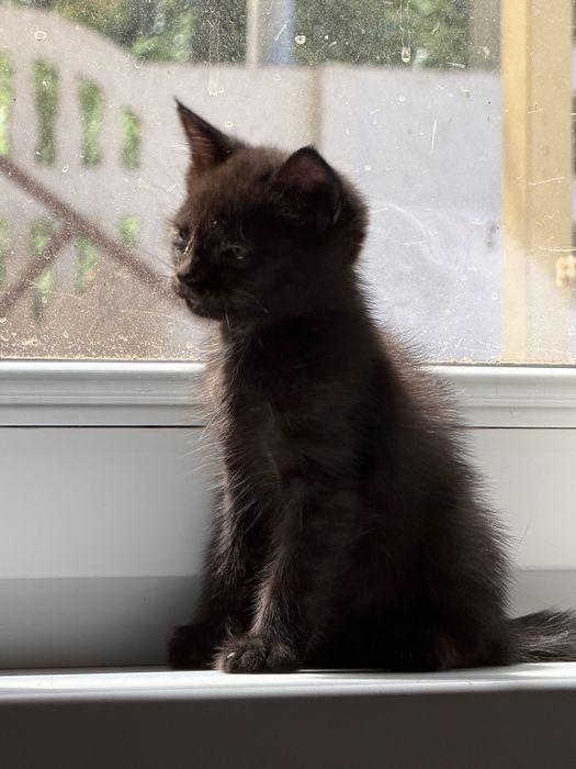 Ищет дом котёнок Уголёк!