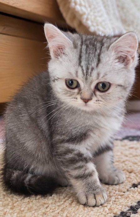 British shorthair tabby