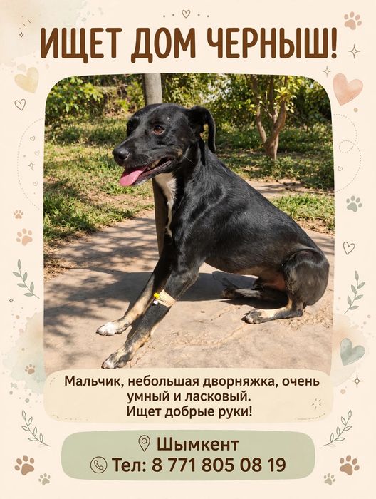Пристраиваю собачку