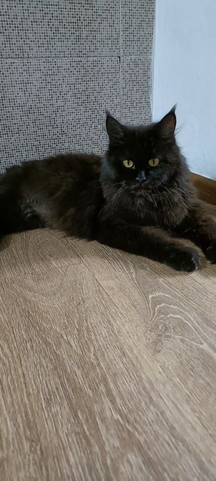 Отдам котенка, девочка!