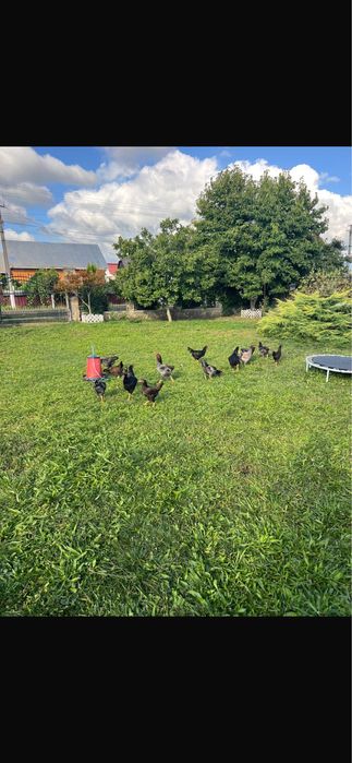 Gaini si cocosi combatant indian