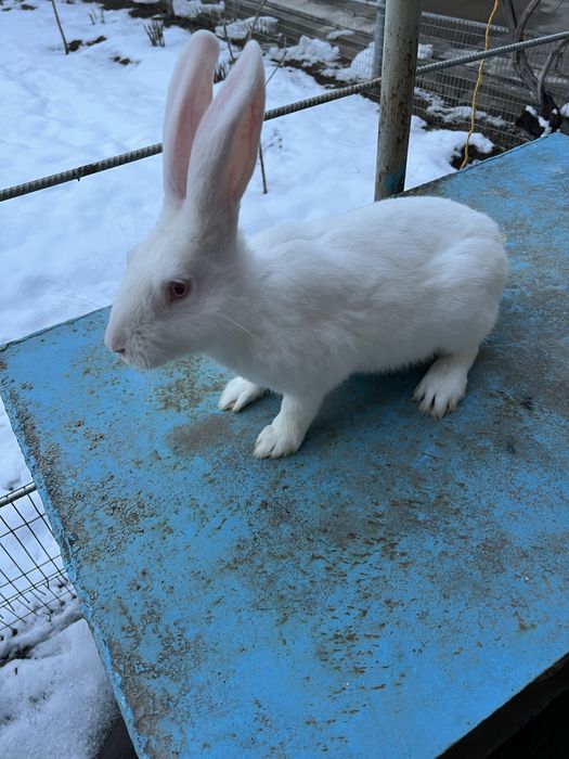 Xikol quyon Хикол кролик